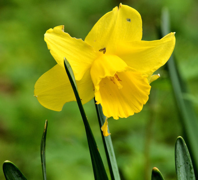 Daffodil, Belfast Castle