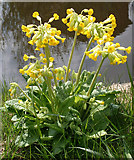 NT1970 : Cowslips (Primula veris) by Anne Burgess