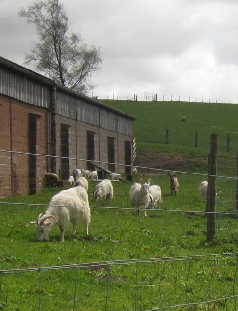 Goats, Westcott Farm