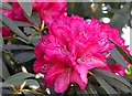 A rhododendron in Exbury Gardens