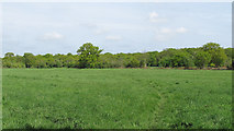 TM0121 : Field off Weir Lane, East Donyland by Roger Jones