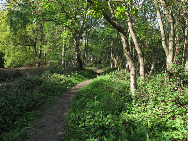 Path in Donyland Woods