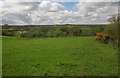 Pasture near Mildon