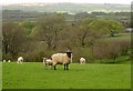 Sheep near Roachill