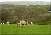 SS8422 : Sheep near Roachill by Derek Harper