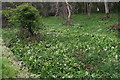 Wild garlic: Lodge Plantation, Cadwell