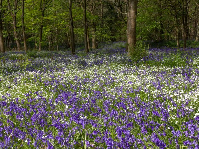 Spring flowers in Oakley Wood © David P Howard cc-by-sa/ :: Geograph  Britain and Ireland