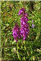 Early Purple Orchid, Poadmarsh Cross