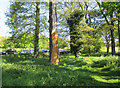 Tree sculpture at Strelley Recreation Ground