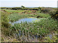 Wetlands near Rogeston Mount