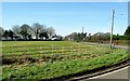 Pasture at Kilve