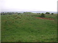 Grazing off Wildhouse Lane