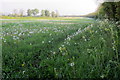 Dandelion meadow by the course of extinct railway