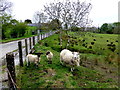 Sheep at Liscabble