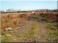 Track through Coed Gwinllan Tyddyn north of Penygroes