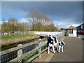 TF6837 : Cow, Calf & The Heacham River by Des Blenkinsopp