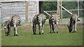 SN1108 : Zebra line-up from behind at Folly Farm by Gareth James