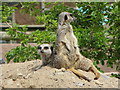 SN1108 : Meerkats at Folly Farm by Gareth James