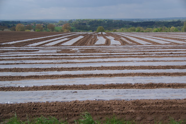 Insulated field near Hutton Conyers