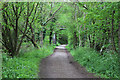 Bridge over Forest Way path