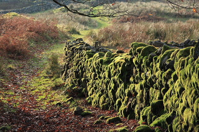 Footpath and moss covered wall