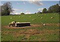 Sheep near Furley