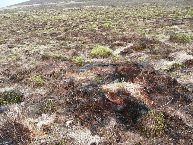 Scorched grass on Liberty Rush Bed © Humphrey Bolton cc-by-sa/2.0 ...