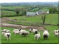 Sheep at  Errigle Keerogue