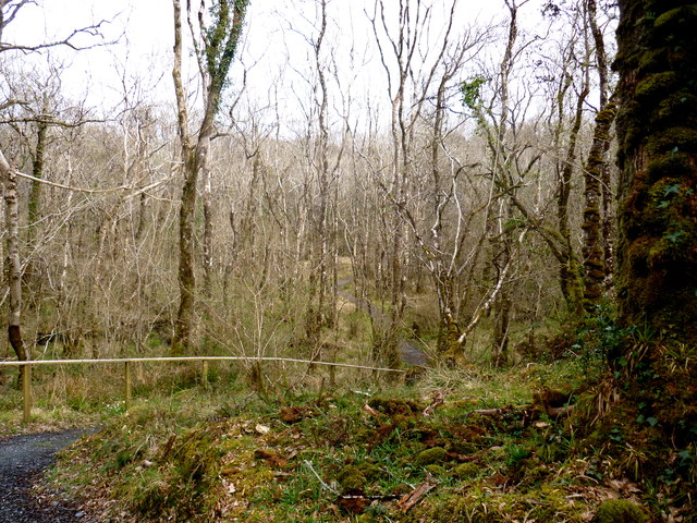 Ardnamona Wood  Public Path laid by the Irish Parks & Wildlife Service