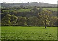 Trees and field near Rock