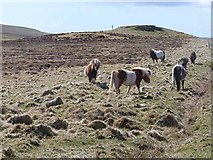 HU5892 : Shetland ponies below Sugil by Oliver Dixon