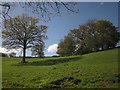 Trees on hillside near Ford Farm