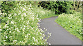 Spring towpath, Lisburn