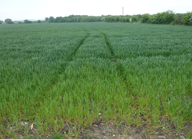 Cereal crop near Warboys