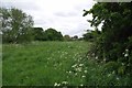 Across Great Wakering Common