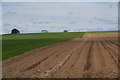 Crop boundary near Melmerby