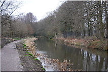 SU8752 : Basingstoke Canal by N Chadwick