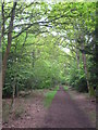 A footpath through the woods on Gerrards Cross Common