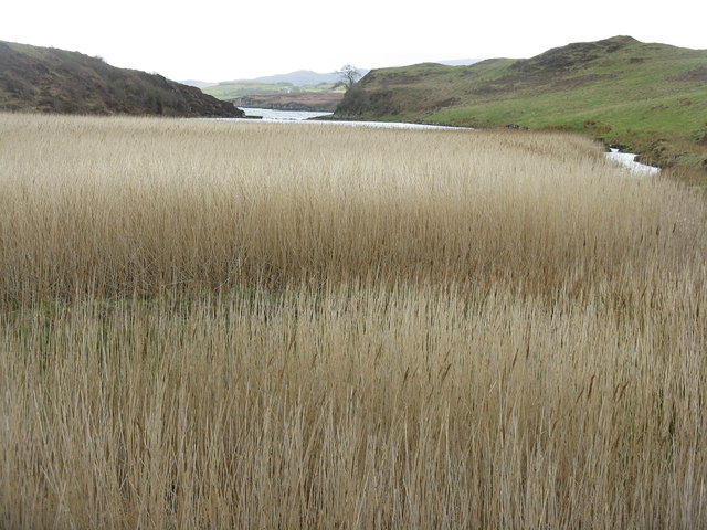 Reeds in Loch Suardal