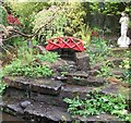 Water garden at Cardwell Garden Centre