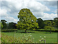 Two oaks in a field