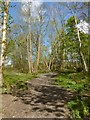 Footpath in Duchess Wood