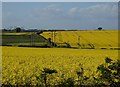 Fields on Bolsover Moor