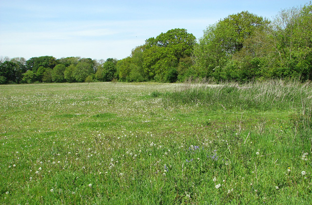 Meadow beside Primrose Lane, Shelton Green
