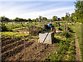 Allotments by path to Aversley Wood