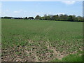 Footpath over fields, Eskham