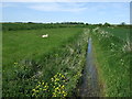 Drain off Conisholme Road