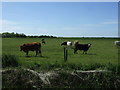 Grazing, Grainthorpe Fen