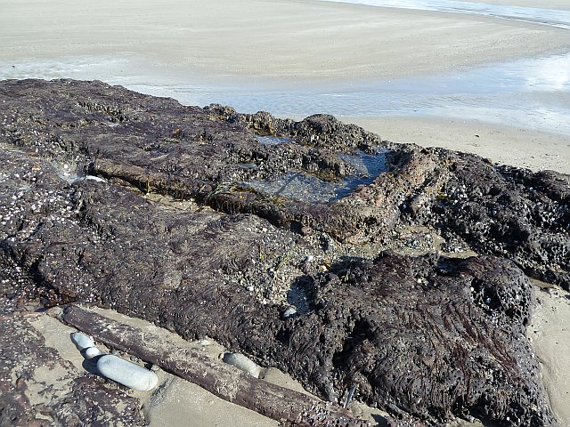 Ancient trees and peat on Borth Beach