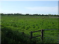 Farmland off Fen Lane